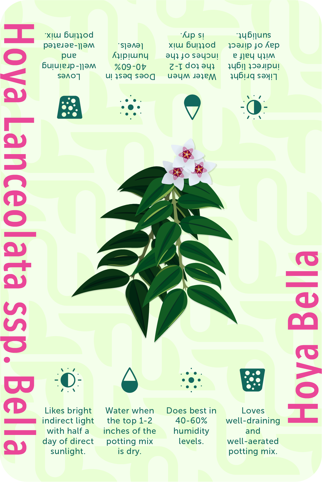 Card_HoyaBella@2x