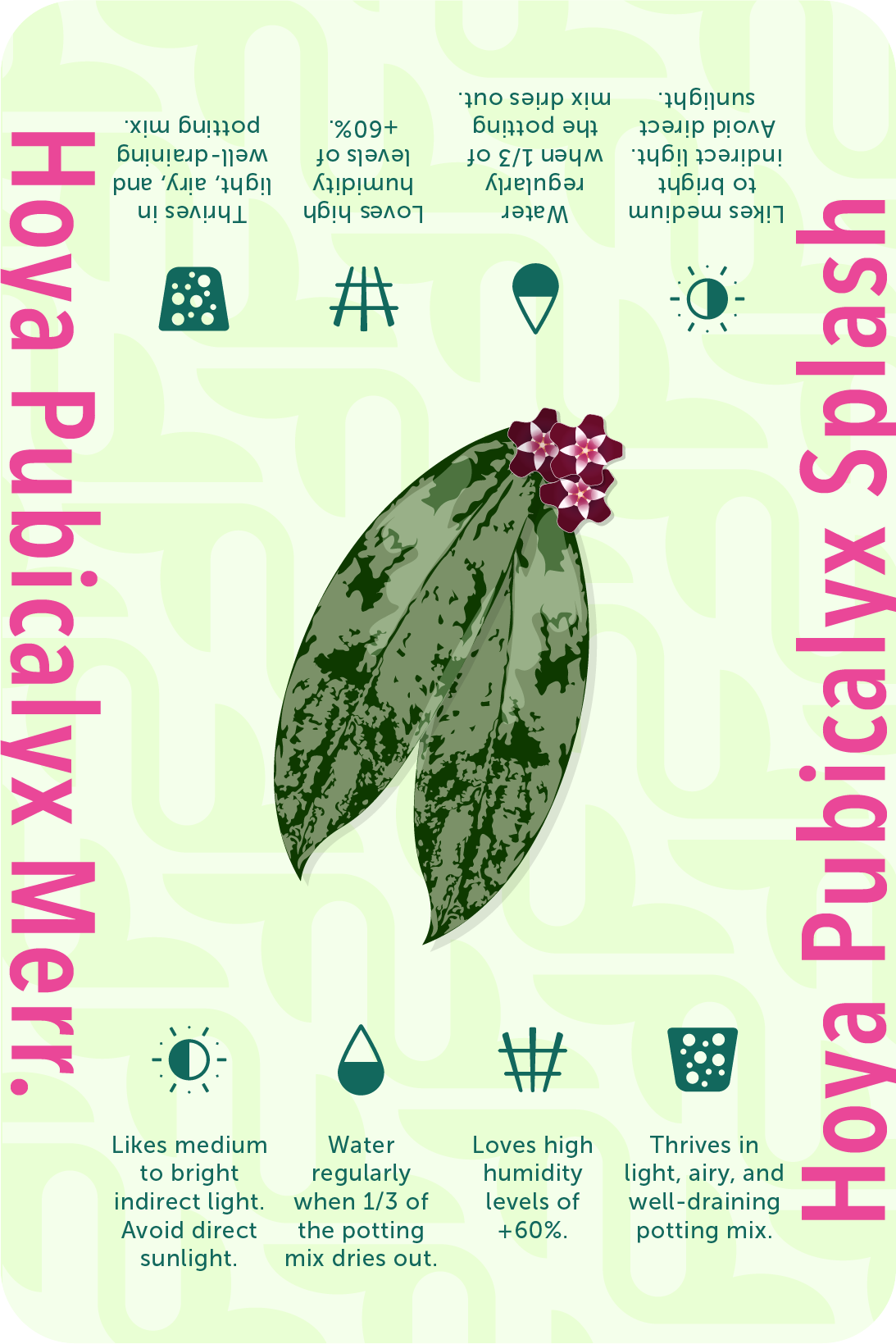 Card_HoyaP@2x